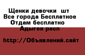 Щенки девочки 4шт - Все города Бесплатное » Отдам бесплатно   . Адыгея респ.